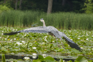 Photo: Jacqueline C. Waters for CPAWS Wildlands League