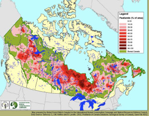 Map showing Carbon-rich peatlands as a percentage of area across the Boreal Forest in Canada. Ontario and Manitoba have peatlands that play a vital role in cooling the planet.