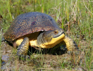 photo by Joe Crowley. Blanding's Turtle