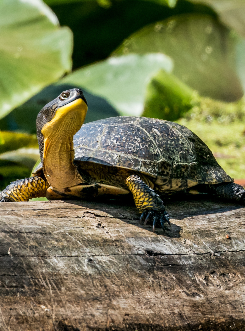 A Resilient Greenbelt and Rouge National Park | Wildlands League