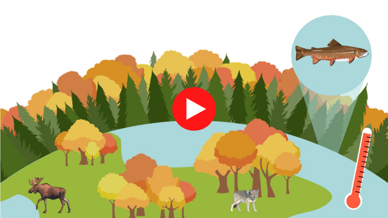 Watch our latest animated video on we need to end logging in Algonquin Park. 